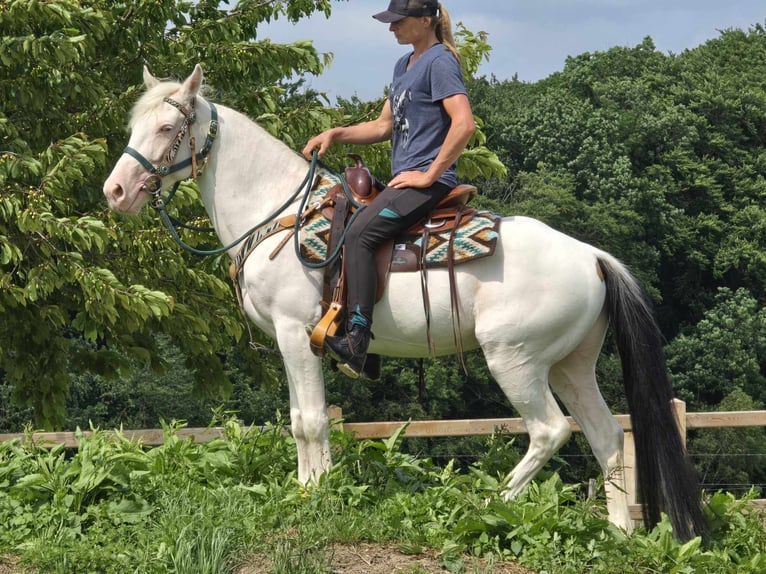 Más ponis/caballos pequeños Caballo castrado 6 años 148 cm Pío in Linkenbach