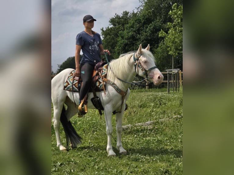 Más ponis/caballos pequeños Caballo castrado 6 años 148 cm Pío in Linkenbach