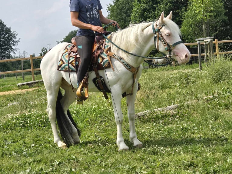 Más ponis/caballos pequeños Caballo castrado 6 años 148 cm Pío in Linkenbach