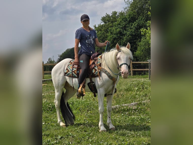 Más ponis/caballos pequeños Caballo castrado 6 años 148 cm Pío in Linkenbach