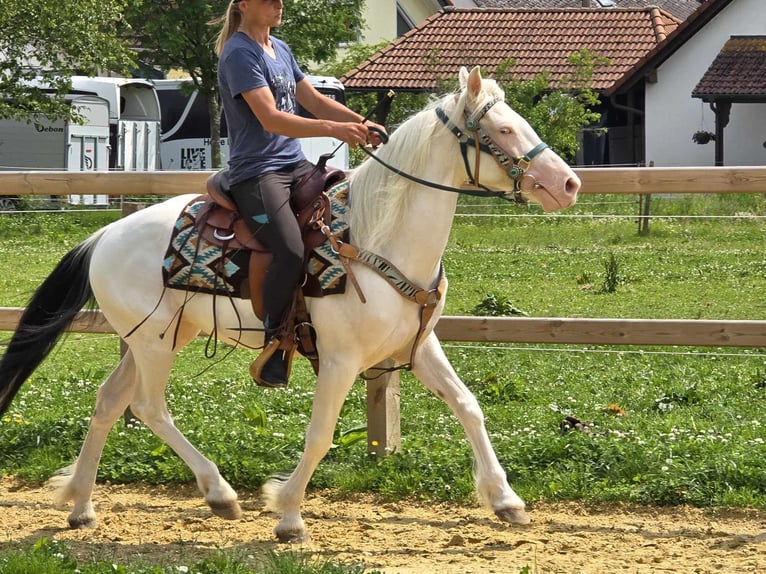 Más ponis/caballos pequeños Caballo castrado 6 años 148 cm Pío in Linkenbach