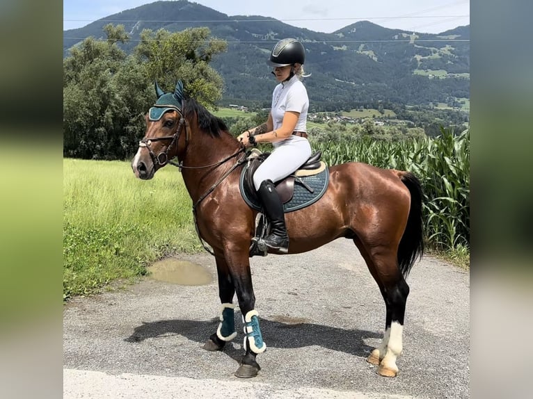 Más ponis/caballos pequeños Caballo castrado 6 años 149 cm Castaño in Schlins