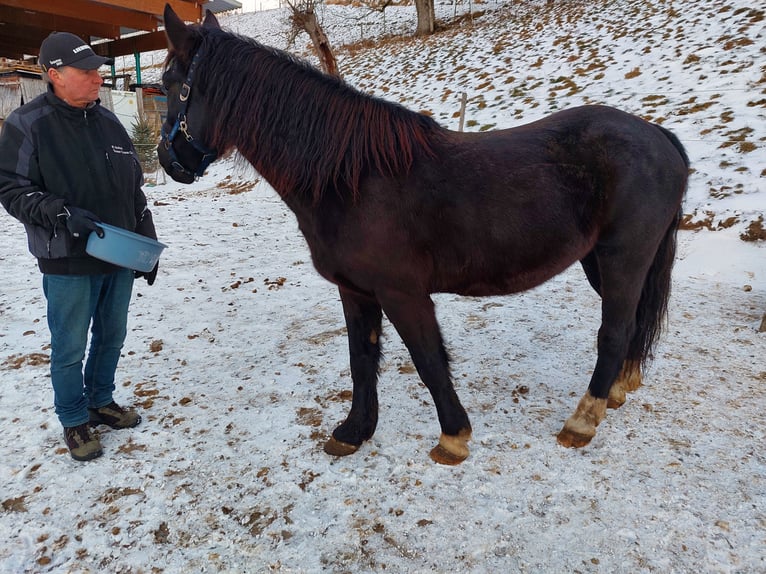 Más ponis/caballos pequeños Caballo castrado 6 años 150 cm Negro in Bad Waldsee