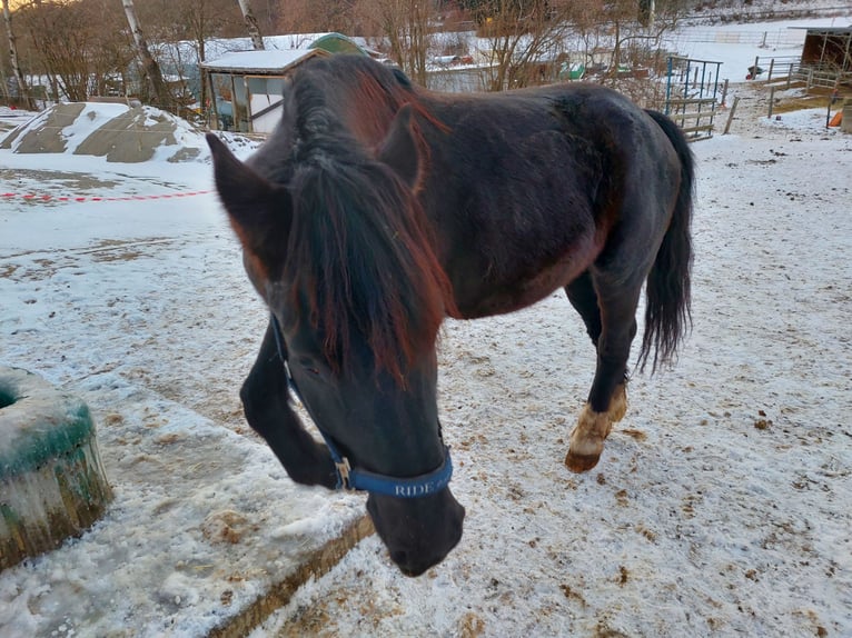 Más ponis/caballos pequeños Caballo castrado 6 años 150 cm Negro in Bad Waldsee