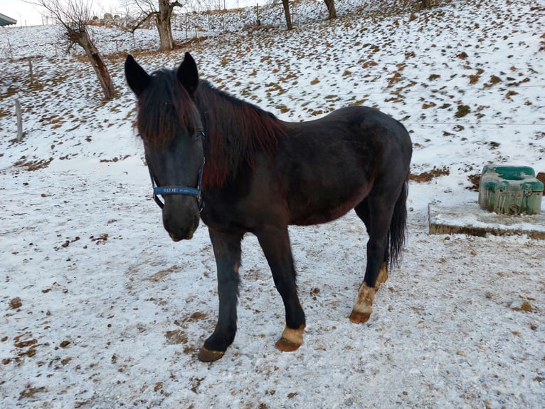 Más ponis/caballos pequeños Caballo castrado 6 años 150 cm Negro in Bad Waldsee