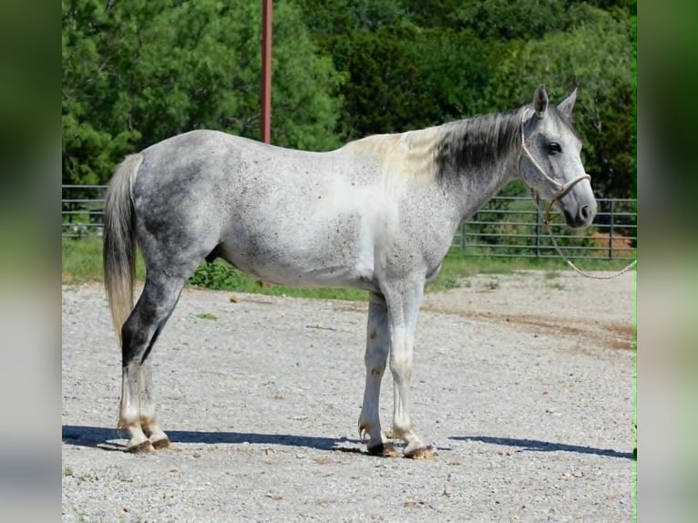 Más ponis/caballos pequeños Caballo castrado 6 años 150 cm Tordo in Lipan