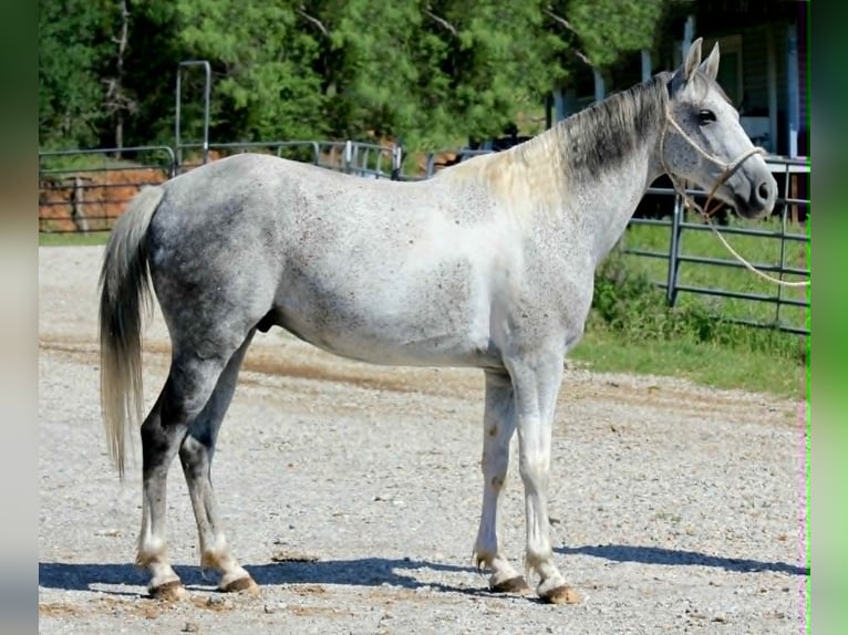Más ponis/caballos pequeños Caballo castrado 6 años 150 cm Tordo in Lipan