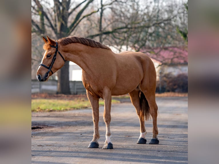 Más ponis/caballos pequeños Caballo castrado 6 años 152 cm Alazán in Feh&#xE9;rgyarmat