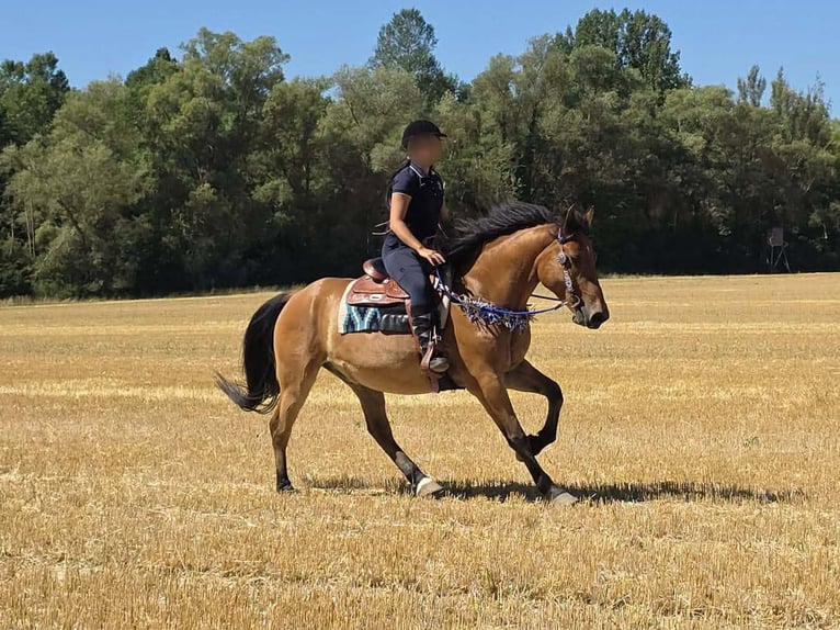 Más ponis/caballos pequeños Caballo castrado 6 años 154 cm Bayo in Linkenbach