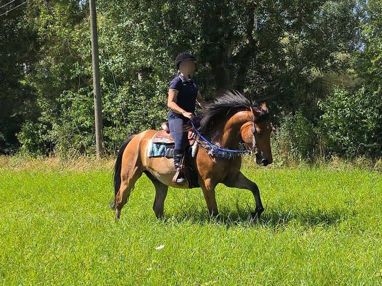 Más ponis/caballos pequeños Caballo castrado 6 años 154 cm Bayo in Linkenbach
