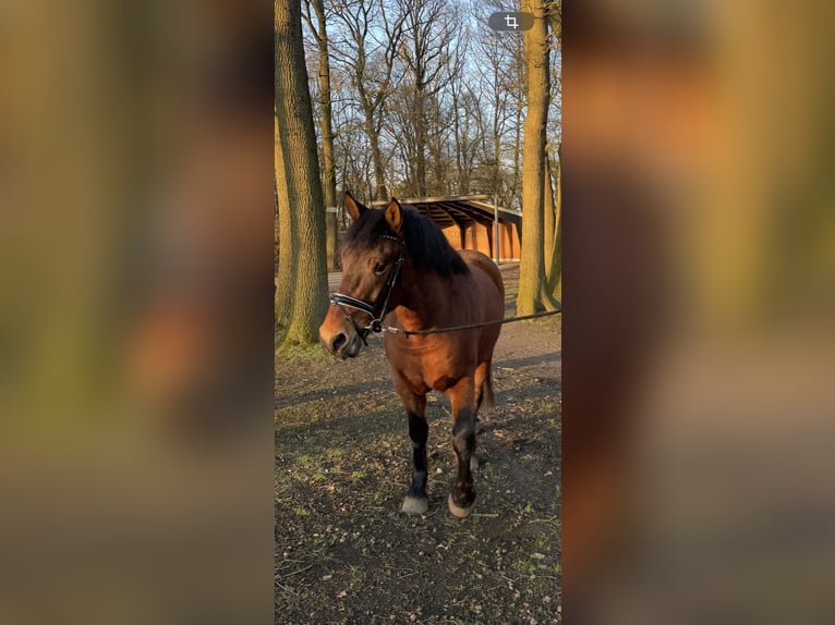 Más ponis/caballos pequeños Caballo castrado 6 años 155 cm Castaño in Rheine