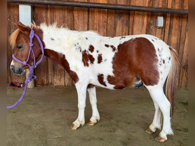 Más ponis/caballos pequeños Caballo castrado 6 años 84 cm Pío in Canyon