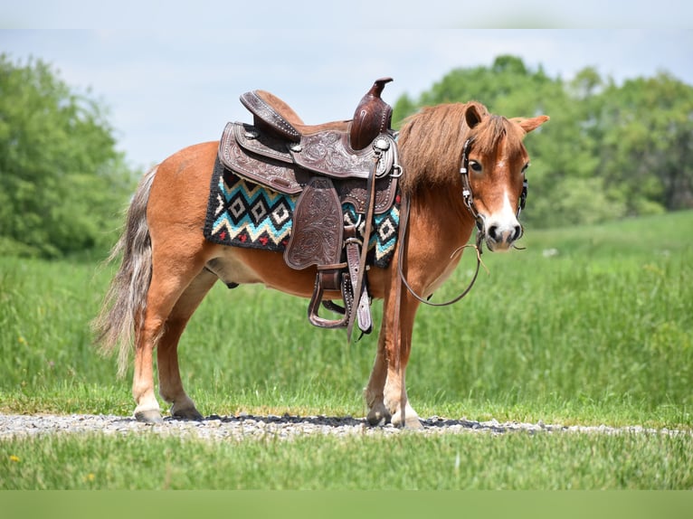 Más ponis/caballos pequeños Caballo castrado 6 años 86 cm in Baltic, OH