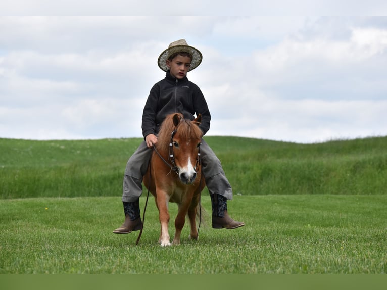 Más ponis/caballos pequeños Caballo castrado 6 años 86 cm in Baltic, OH