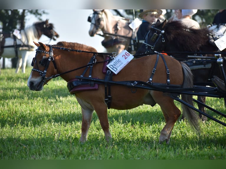 Más ponis/caballos pequeños Caballo castrado 6 años 86 cm in Baltic, OH