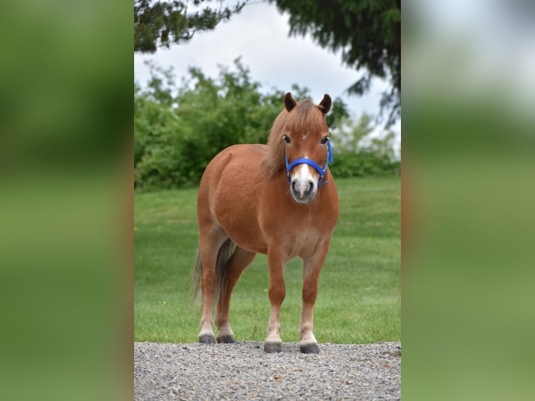 Más ponis/caballos pequeños Caballo castrado 6 años 86 cm in Baltic, OH