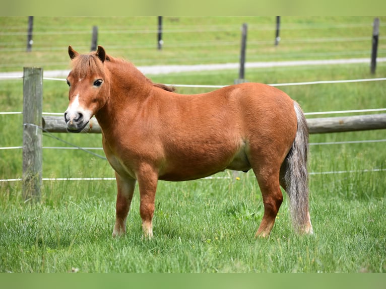 Más ponis/caballos pequeños Caballo castrado 6 años 86 cm in Baltic, OH