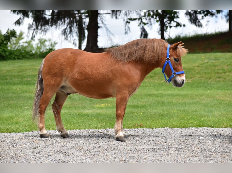 Más ponis/caballos pequeños Caballo castrado 6 años 86 cm in Baltic, OH