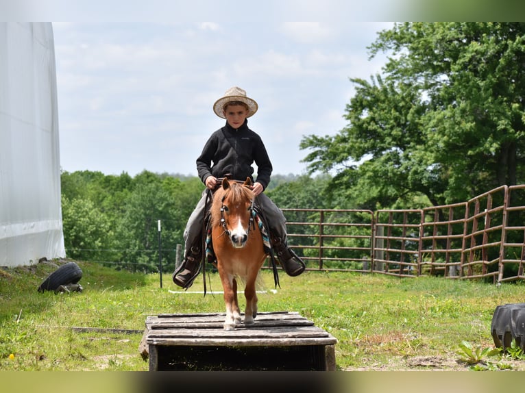 Más ponis/caballos pequeños Caballo castrado 6 años 86 cm in Baltic, OH
