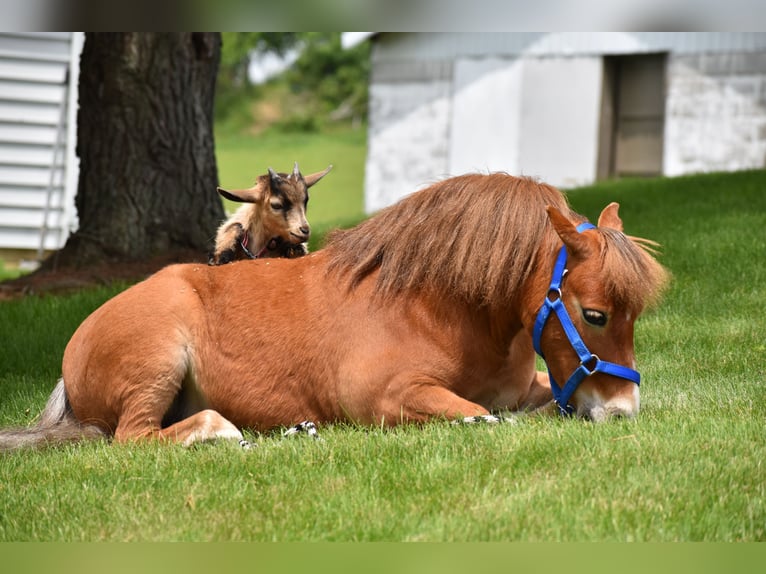 Más ponis/caballos pequeños Caballo castrado 6 años 86 cm in Baltic, OH