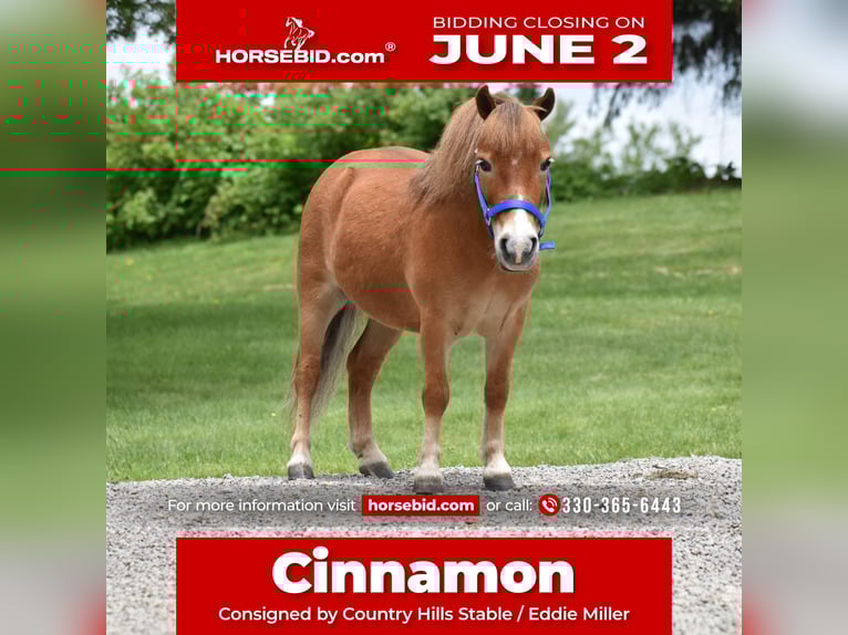 Más ponis/caballos pequeños Caballo castrado 6 años 86 cm in Baltic, OH