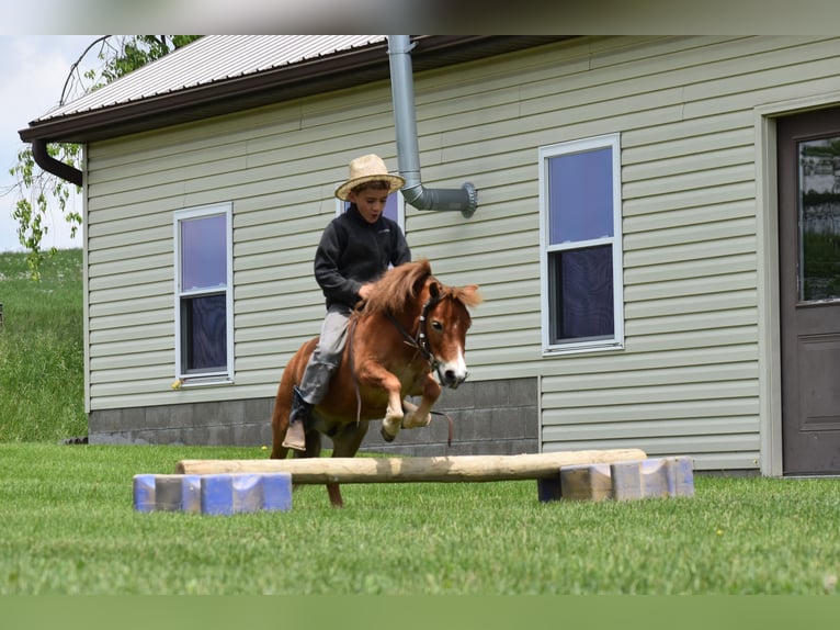 Más ponis/caballos pequeños Caballo castrado 6 años 86 cm in Baltic, OH