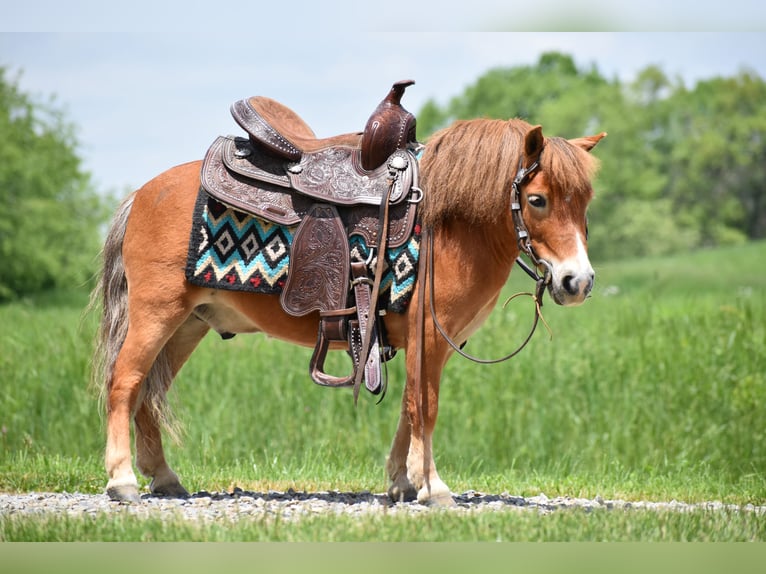 Más ponis/caballos pequeños Caballo castrado 6 años 86 cm in Baltic, OH