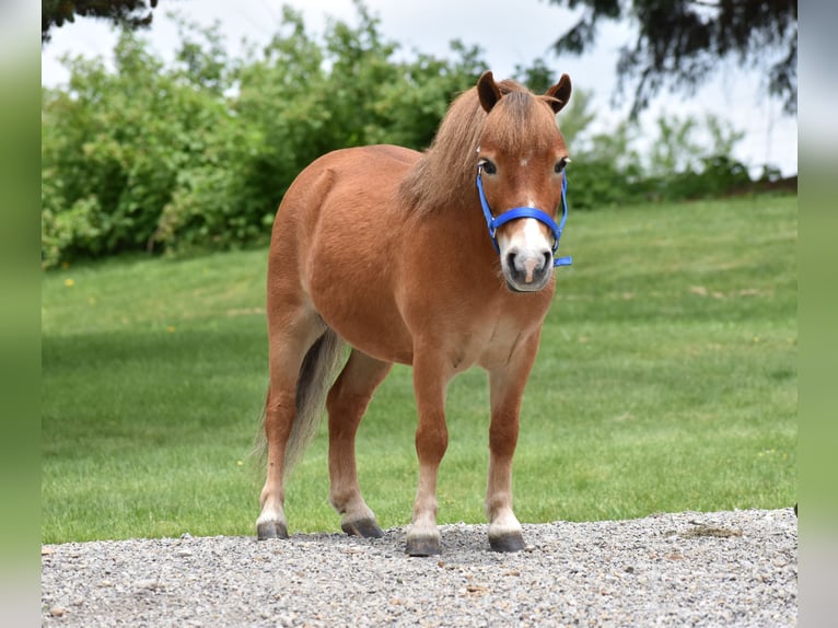 Más ponis/caballos pequeños Caballo castrado 6 años 86 cm in Baltic, OH