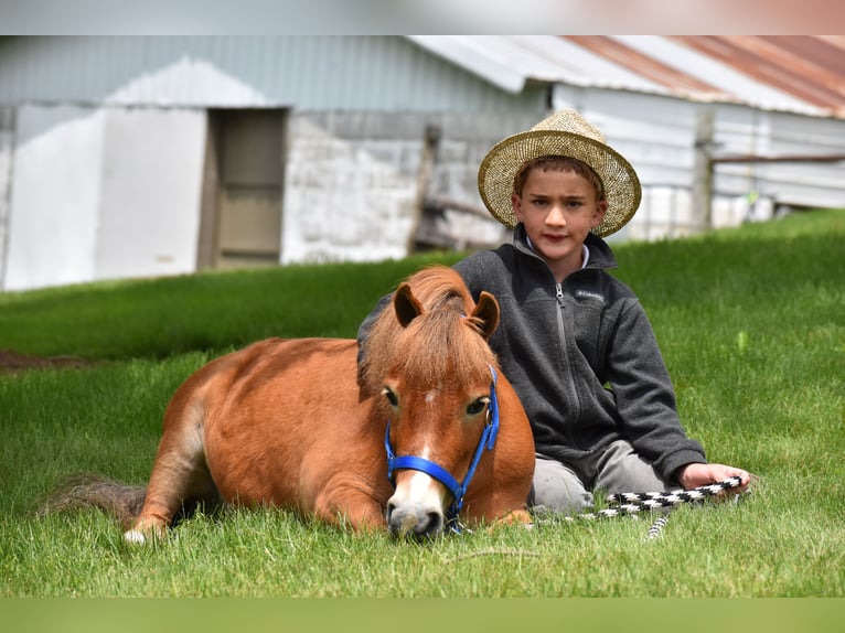Más ponis/caballos pequeños Caballo castrado 6 años 86 cm in Baltic, OH