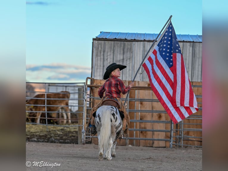 Más ponis/caballos pequeños Caballo castrado 6 años 91 cm in Rigby