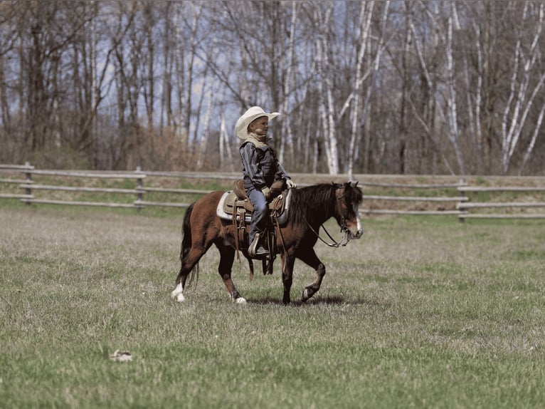 Más ponis/caballos pequeños Caballo castrado 6 años 97 cm Castaño rojizo in Akeley