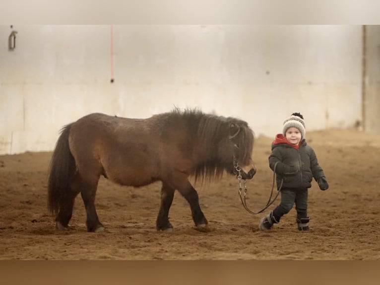 Más ponis/caballos pequeños Caballo castrado 6 años 97 cm Castaño rojizo in Nevis