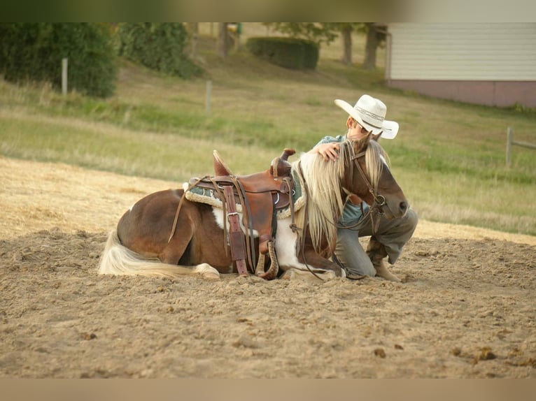 Más ponis/caballos pequeños Caballo castrado 6 años 99 cm Pío in Fresno