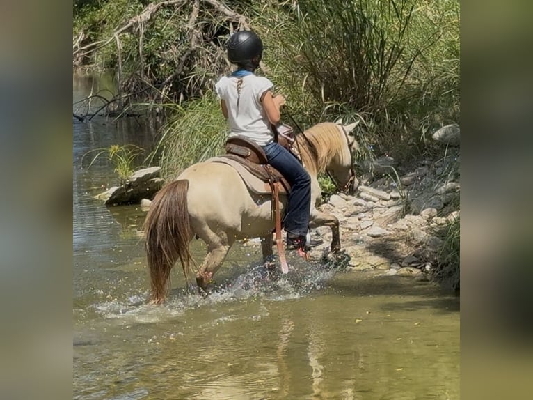 Más ponis/caballos pequeños Caballo castrado 6 años Champán in Weatherford