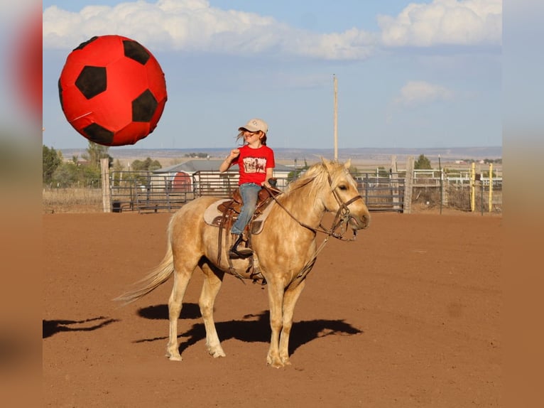 Más ponis/caballos pequeños Caballo castrado 6 años Palomino in Edgewood