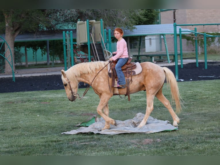 Más ponis/caballos pequeños Caballo castrado 6 años Palomino in Edgewood