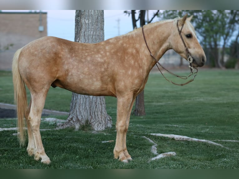 Más ponis/caballos pequeños Caballo castrado 6 años Palomino in Edgewood