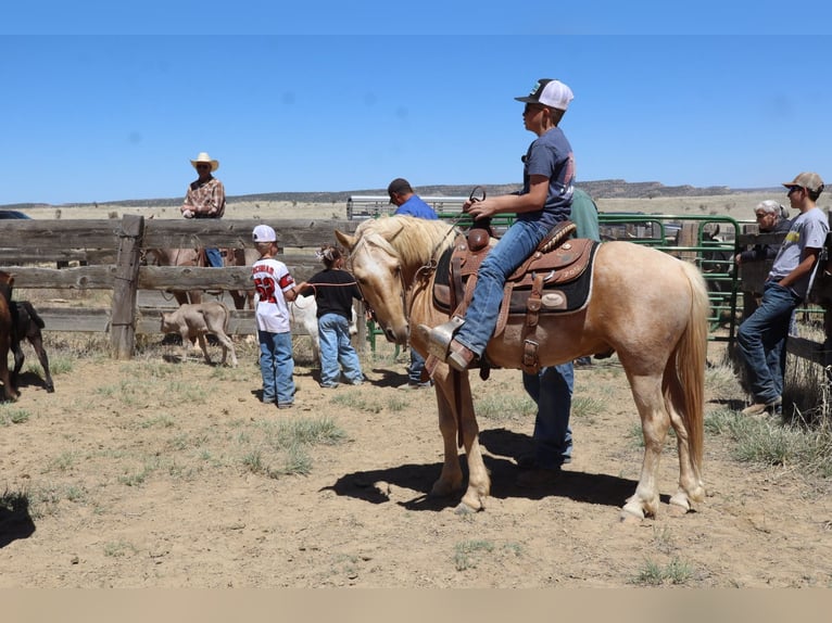 Más ponis/caballos pequeños Caballo castrado 6 años Palomino in Edgewood