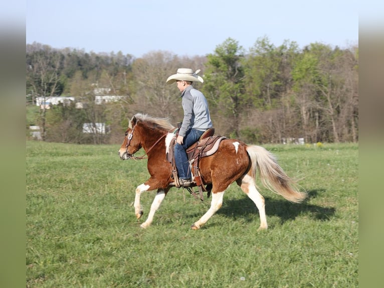 Más ponis/caballos pequeños Caballo castrado 6 años Pío in Mount Vernon