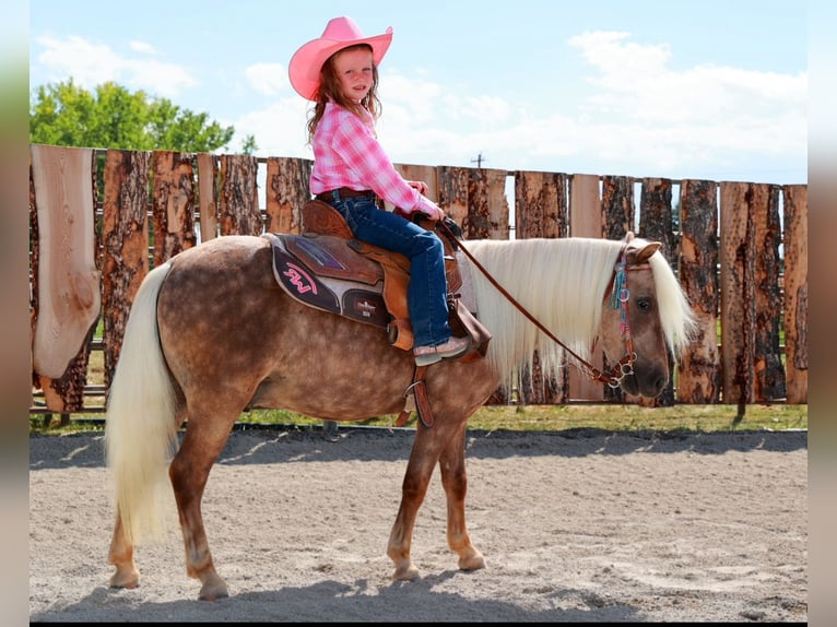 Más ponis/caballos pequeños Caballo castrado 7 años 102 cm Palomino in Congress