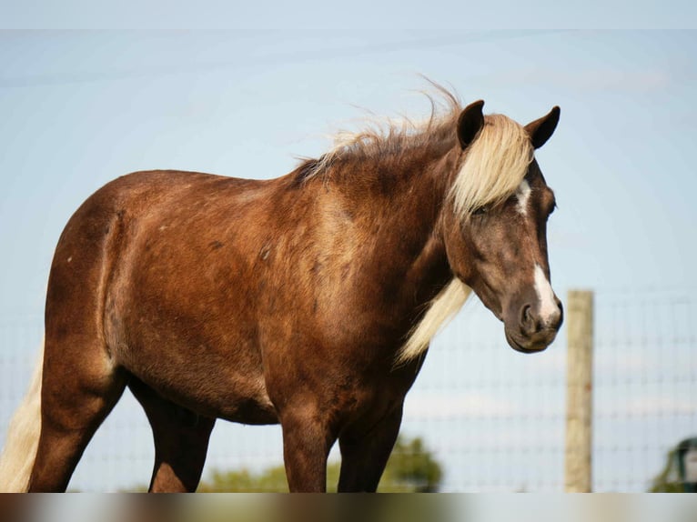 Más ponis/caballos pequeños Caballo castrado 7 años 107 cm in Fresno