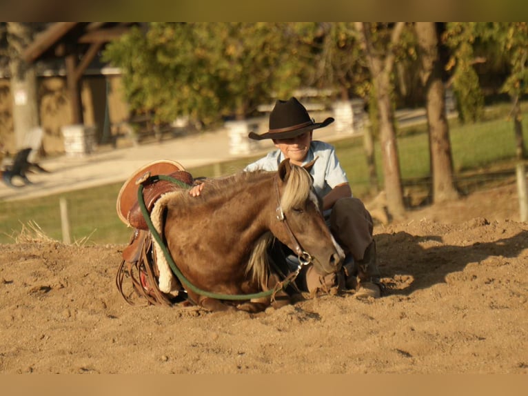 Más ponis/caballos pequeños Caballo castrado 7 años 107 cm in Fresno