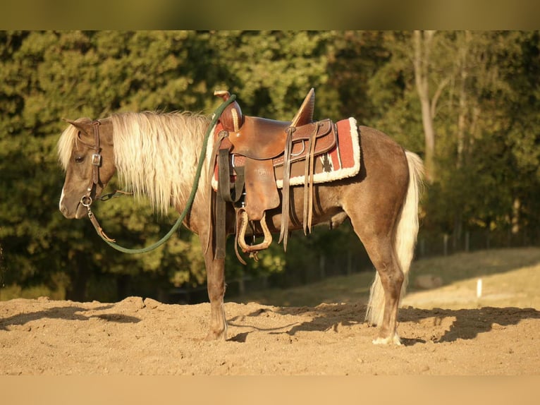 Más ponis/caballos pequeños Caballo castrado 7 años 107 cm in Fresno