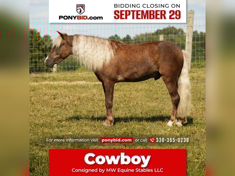 Más ponis/caballos pequeños Caballo castrado 7 años 107 cm in Fresno