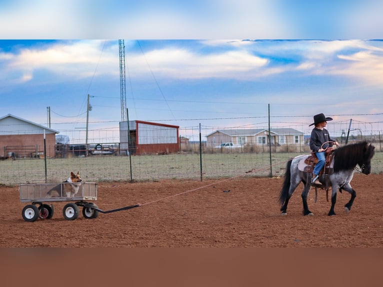 Más ponis/caballos pequeños Caballo castrado 7 años 107 cm Ruano azulado in Edgewood