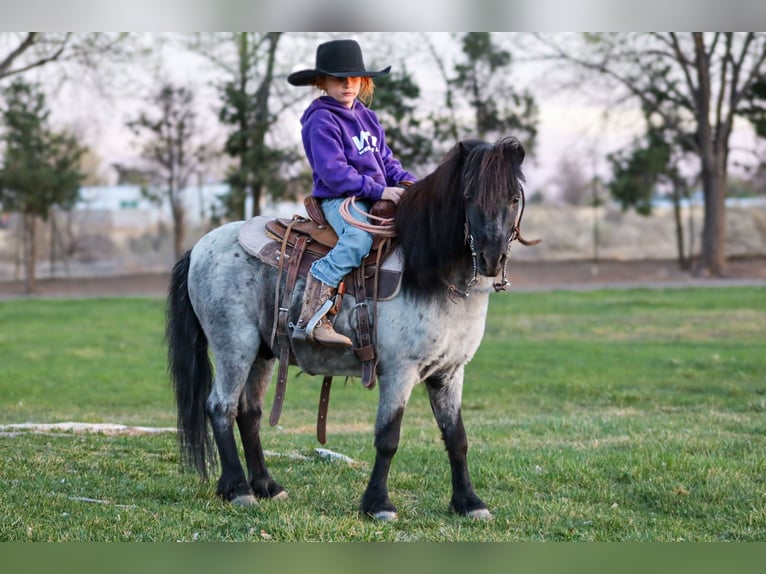 Más ponis/caballos pequeños Caballo castrado 7 años 107 cm Ruano azulado in Edgewood