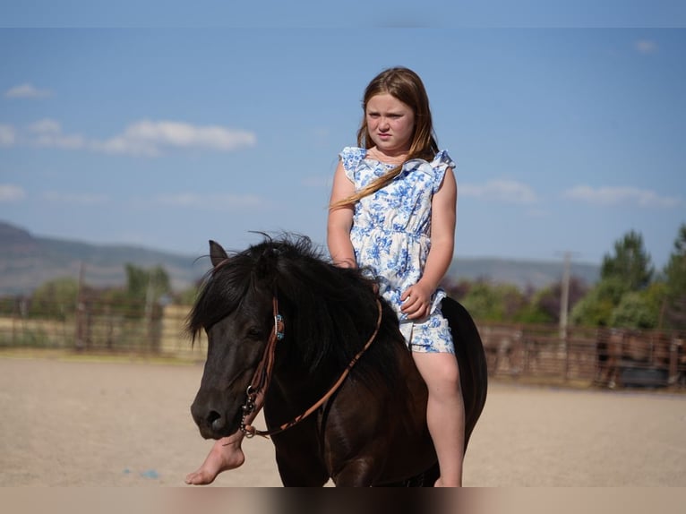 Más ponis/caballos pequeños Caballo castrado 7 años 109 cm Negro in Heber City