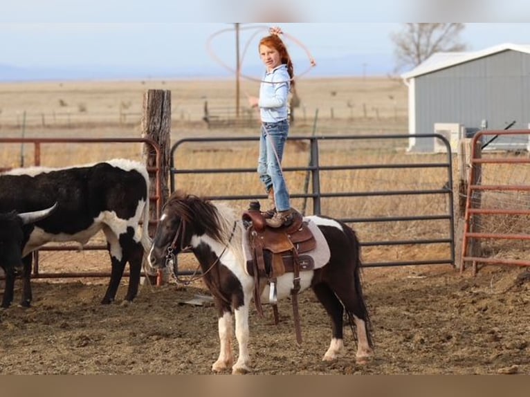 Más ponis/caballos pequeños Caballo castrado 7 años 109 cm Pío in Edgewood