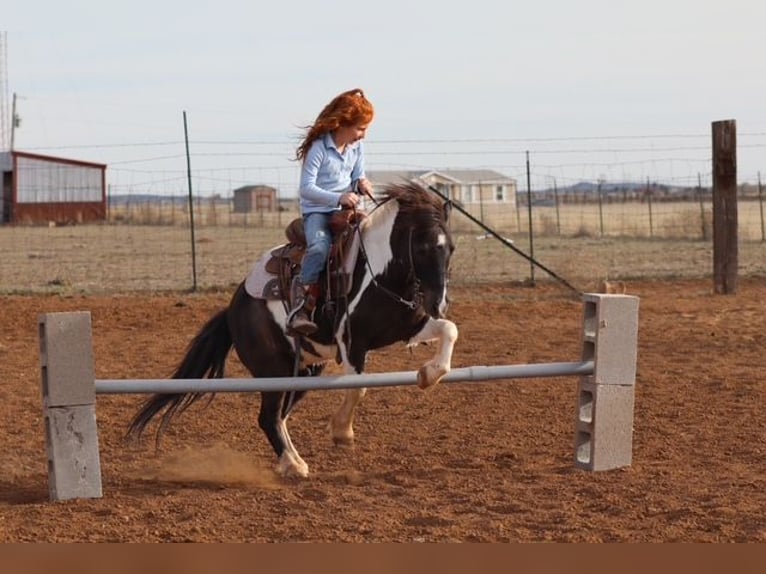Más ponis/caballos pequeños Caballo castrado 7 años 109 cm Pío in Edgewood