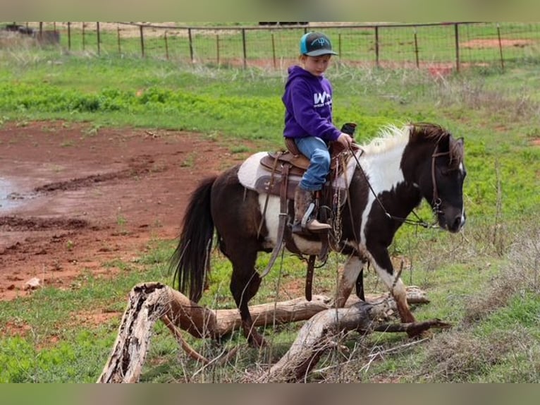 Más ponis/caballos pequeños Caballo castrado 7 años 109 cm Pío in Edgewood